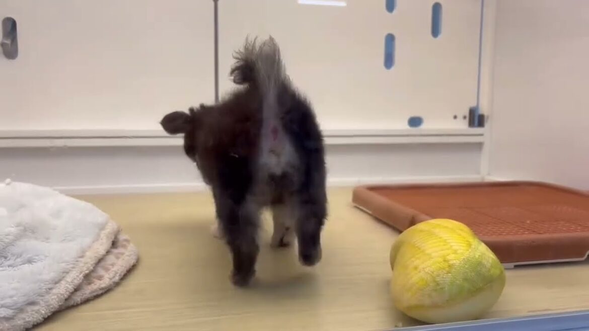 【チワワ/子犬】我が家に家族が増えました㊗️ ロングコートチワワの赤ちゃん 出会いからお迎え初日までの様子