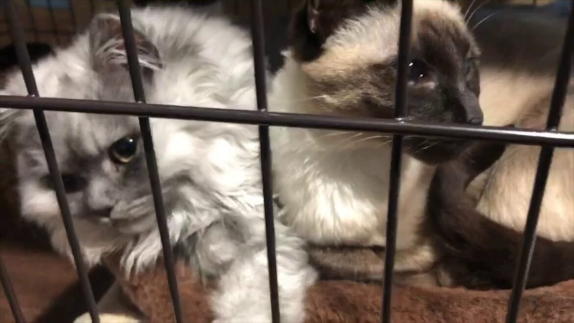 寄り添うシャム猫のマルとペルシャ猫のモロ。たまに喧嘩するけどやっぱり仲良し