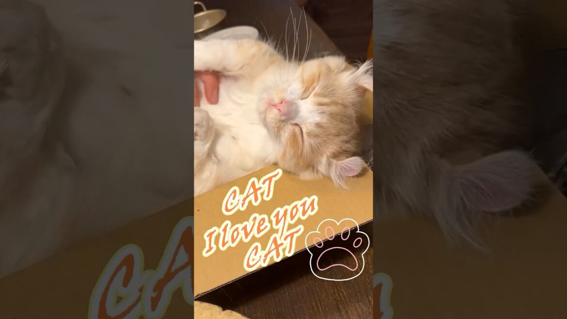 【キンカロー】猫ってこういうやつだ！【マンチカール】#猫 #キンカロー