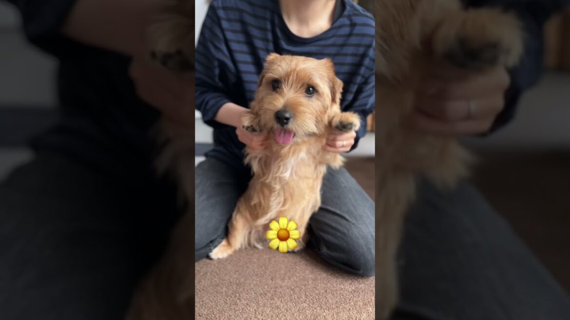 【うんたかダンス吉】#shorts #norfolkterrier #dog #cutedog #terrier #kichi #うんたかダンス #dance #smile