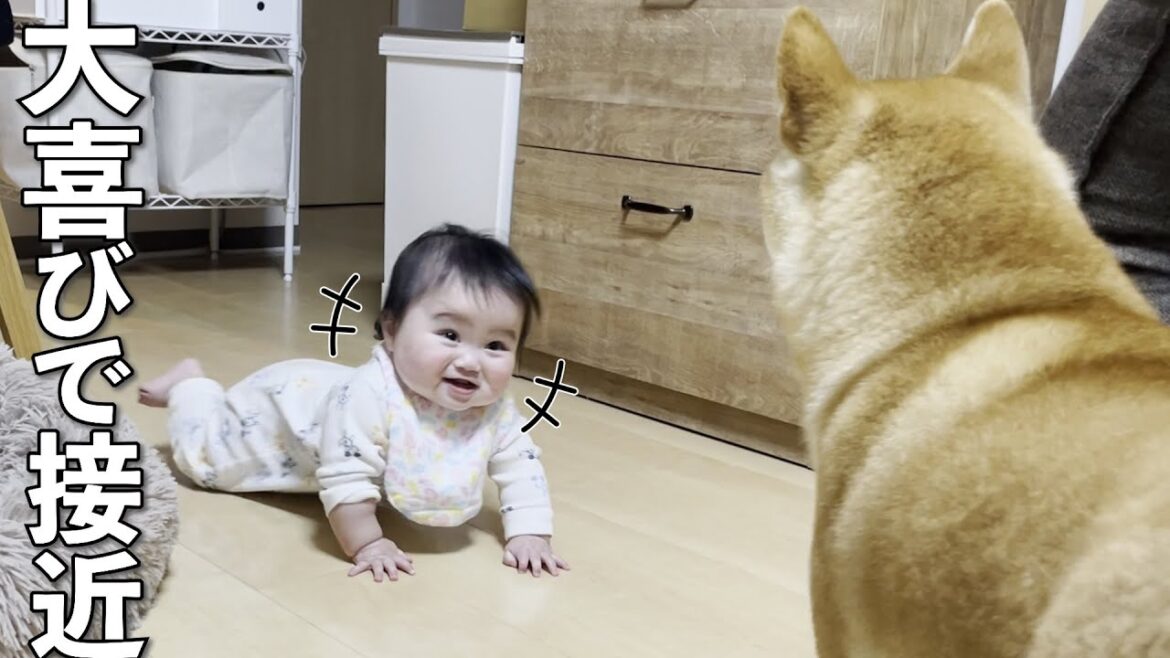 柴犬を見つけると狂気的な笑顔で急接近する赤ちゃん