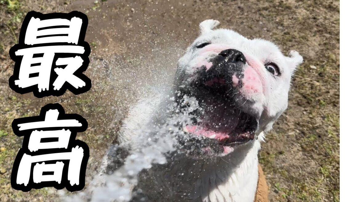 プールも楽しいけど、やっぱりこれが1番好きなブルドッグのまるこ プールも楽しいけど、やっぱりこれが1番好きなブルドッグのまるこ