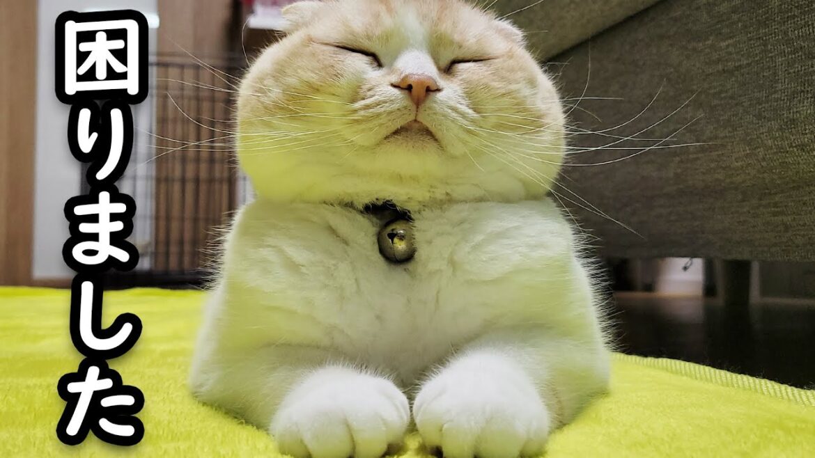 最悪な事件が… 最悪な事件が...