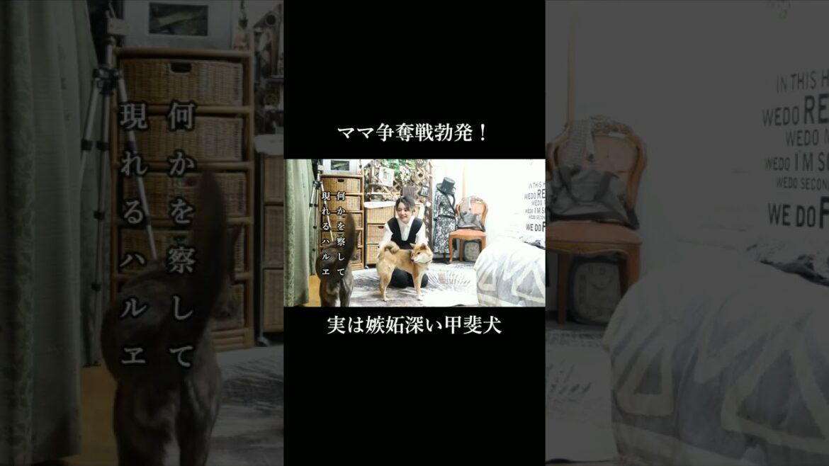ママ争奪戦勃発!意外と嫉妬深い甲斐犬 #甲斐犬 #柴犬 #youtubeshorts ママ争奪戦勃発!意外と嫉妬深い甲斐犬 #甲斐犬 #柴犬 #youtubeshorts