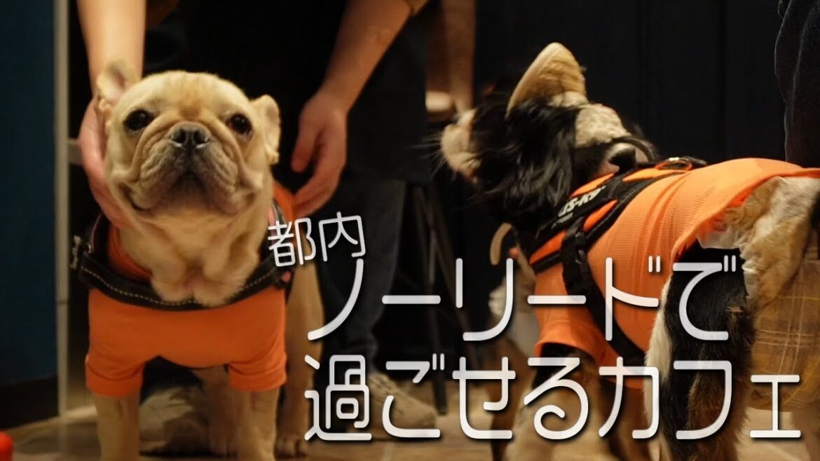 【都内】愛犬がノーリードで過ごせるカフェに行った結果...ドッグラン並みに楽しめて最高だった件について