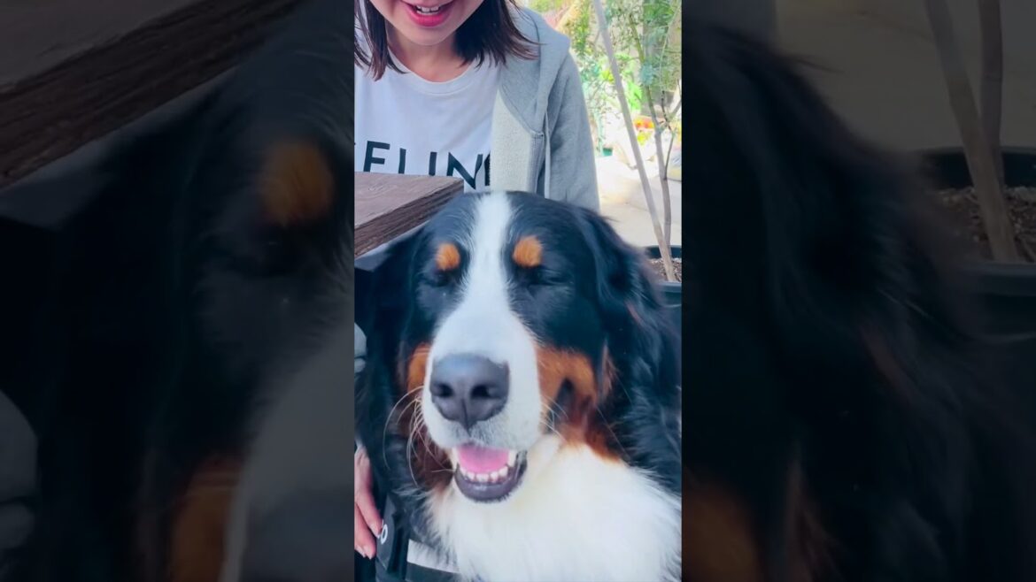 犬友達とカフェでくつろぐバーニーズマウンテンドッグ