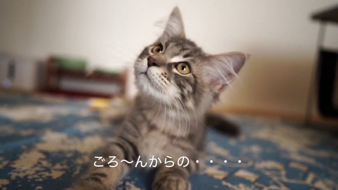 【メインクーン】猫グッズ使用感【買い足し：必需品：不用品】