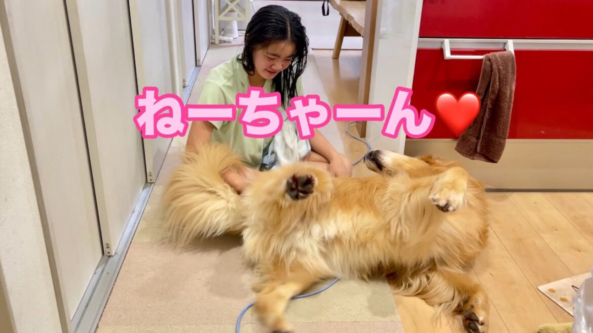 大好きな姉への甘え方がデレッデレすぎる大型犬クッキー【ゴールデンレトリバーとミニチュアダックスフンド】