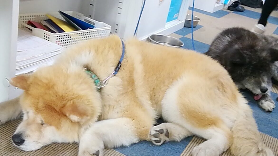 秋田犬会館配信！