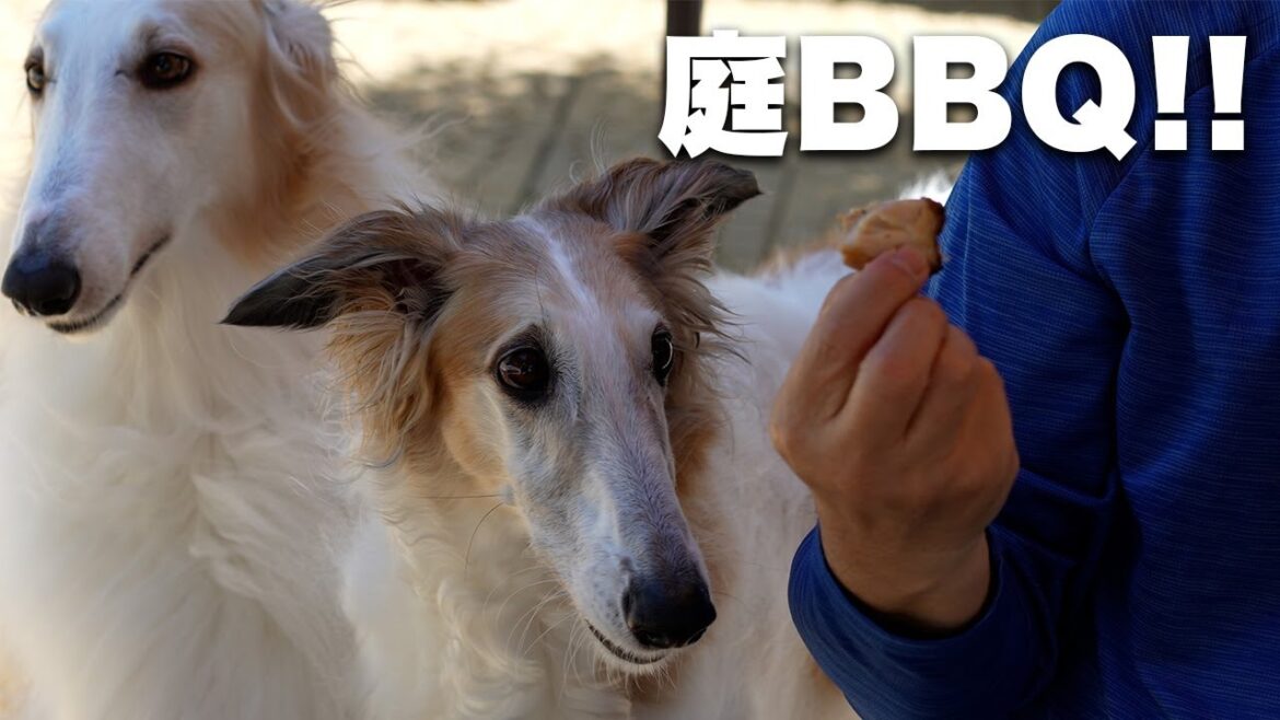 【BBQ】天気が良かったので家族揃ってBBQをしました！