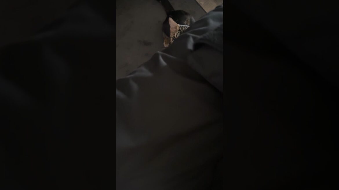 なにか視線を感じる…【子猫】 #shorts #猫 #ベンガル