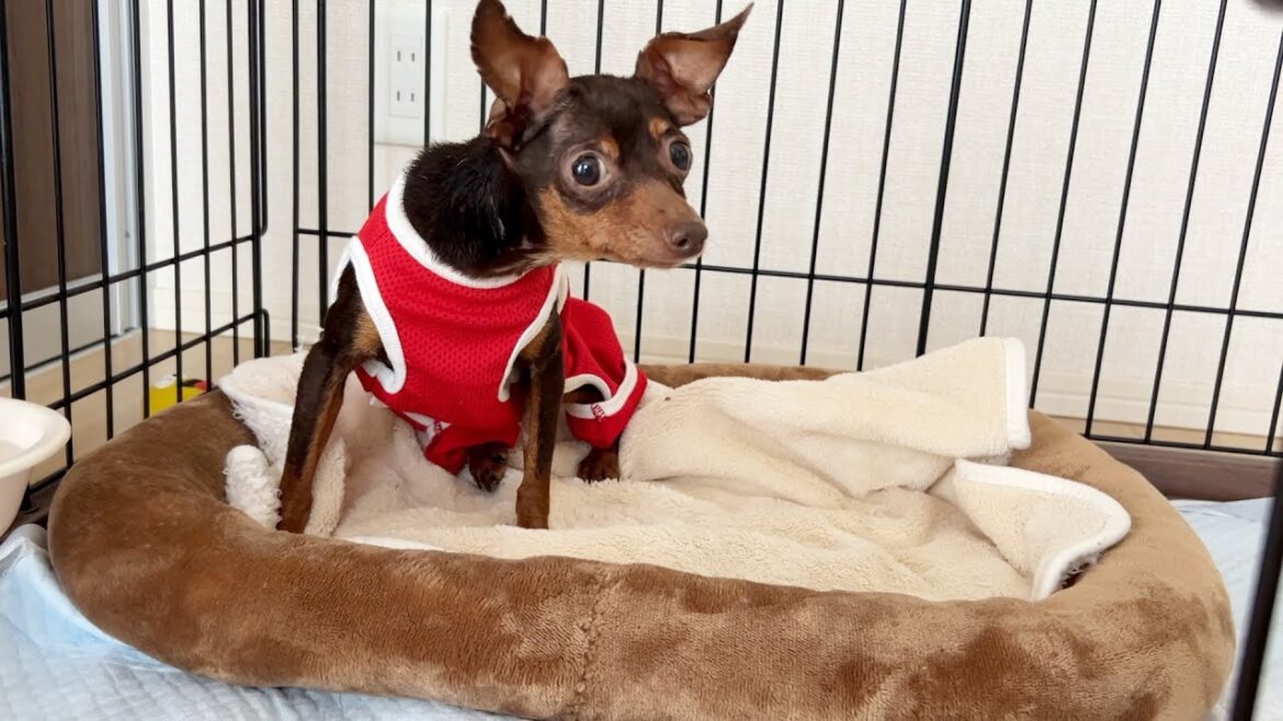 保護犬推定10歳、洋服の練習したりシャンプーしたりの日。