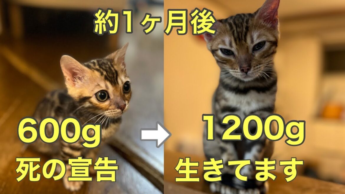 【ベンガル子猫のビッグベン】回復の見込みがないから安楽死を!と死の宣告を受けたベンガル子猫の現在がこちら!2倍まで大きくなりました! 【ベンガル子猫のビッグベン】回復の見込みがないから安楽死を!と死の宣告を受けたベンガル子猫の現在がこちら!2倍まで大きくなりました!