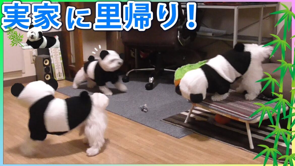 【パンダのPonPon】実家に里帰りするの巻！ビションフリーゼ