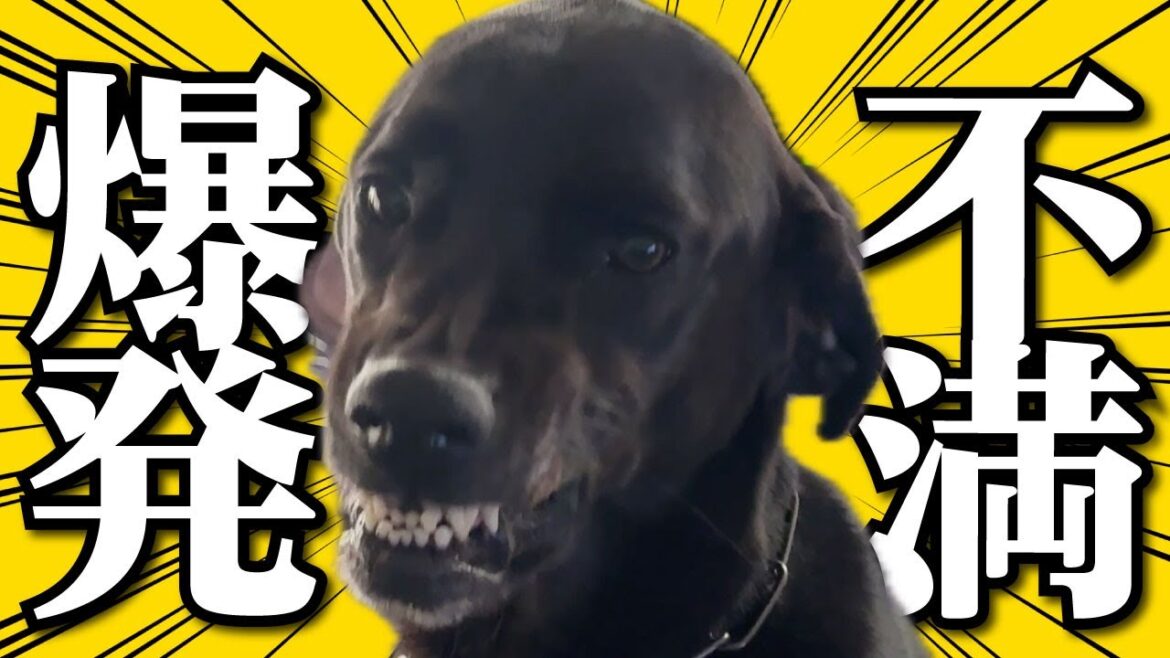 12時間ぶりの再会が激しすぎる大型犬･･･ぼっちはもう嫌だ！
