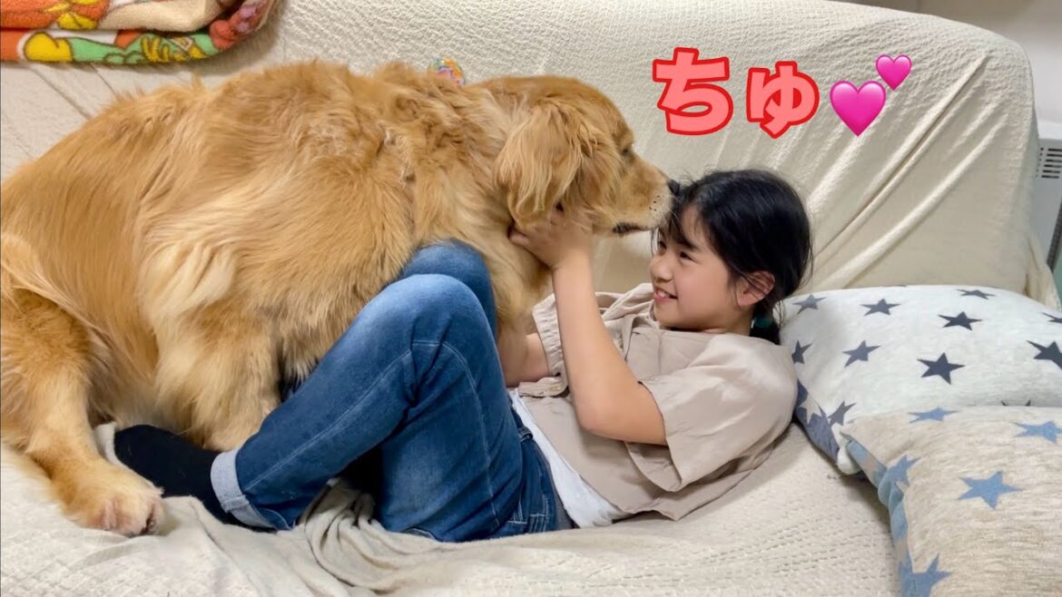大好きな娘に好き好き🩷が止まらない大型犬クッキー【ゴールデンレトリバーとミニチュアダックスフンド】