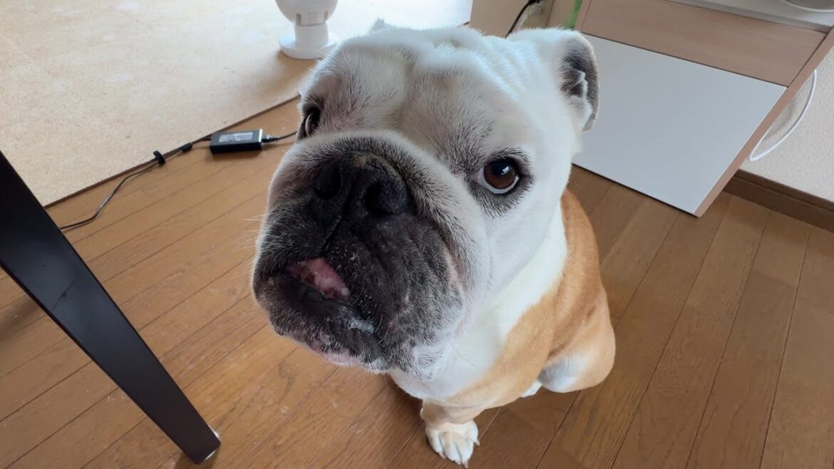 最小限の動きで「ちょっとちょうだい！」をしてくるブルドッグのぶるまる