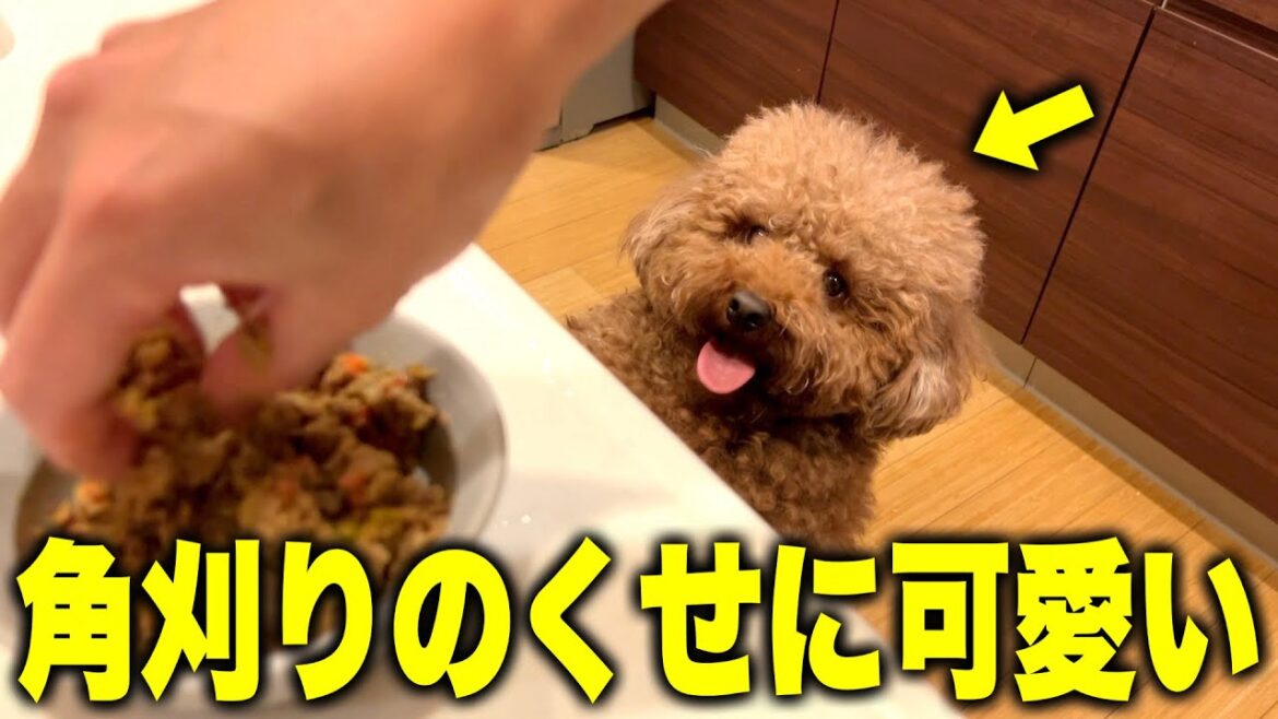 ナチュラルに角刈りなってるプードルが可愛い。