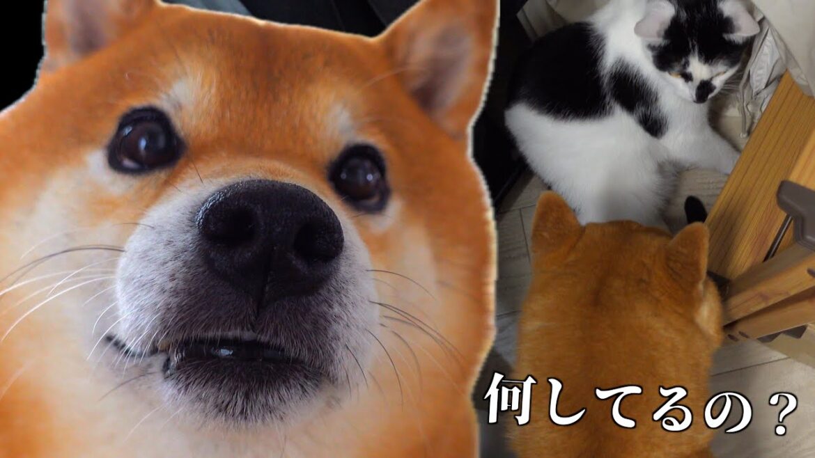 温厚な柴犬がついに猫のイタズラに一喝。