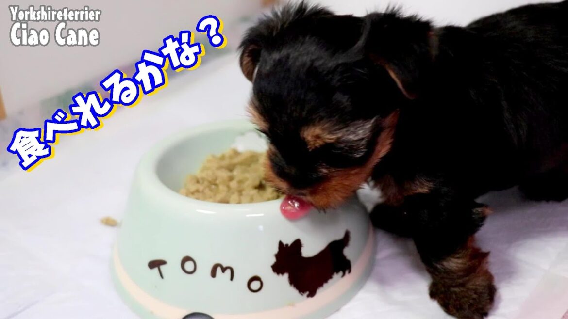 望くんの食事の様子【ヨークシャーテリア専門犬舎チャオカーネ】