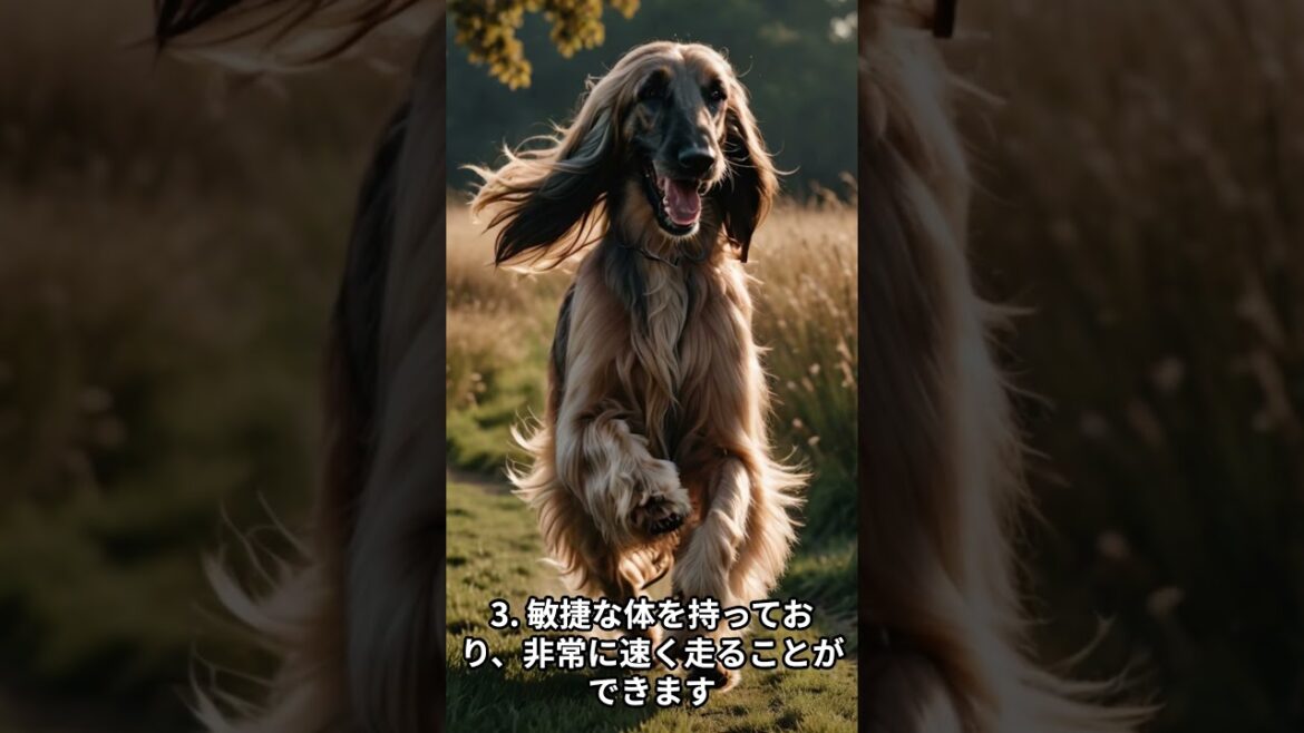 アフガン・ハウンドの特徴5選　#shorts #animals #dog #afghanhound