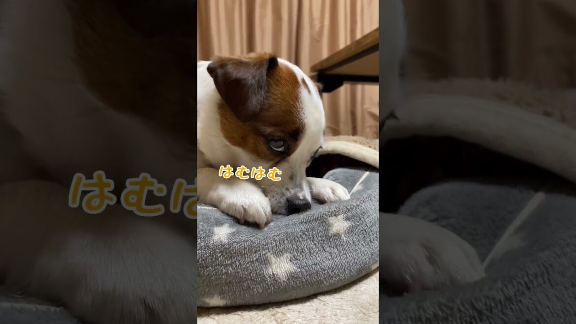 眠い犬#jackrussellterrier #ジャックラッセルテリア #犬 #shorts #眠い#ペット#dog
