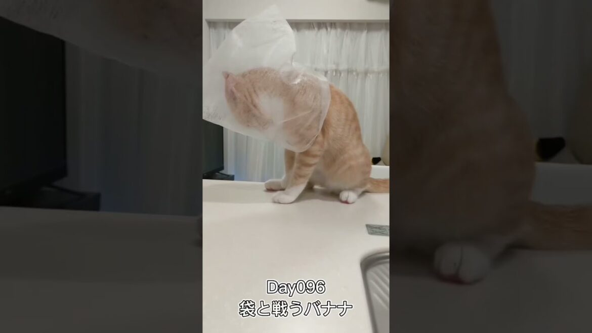袋と戦うバナナ #shorts #猫 #子猫 【マンチカン×サイベリアン】