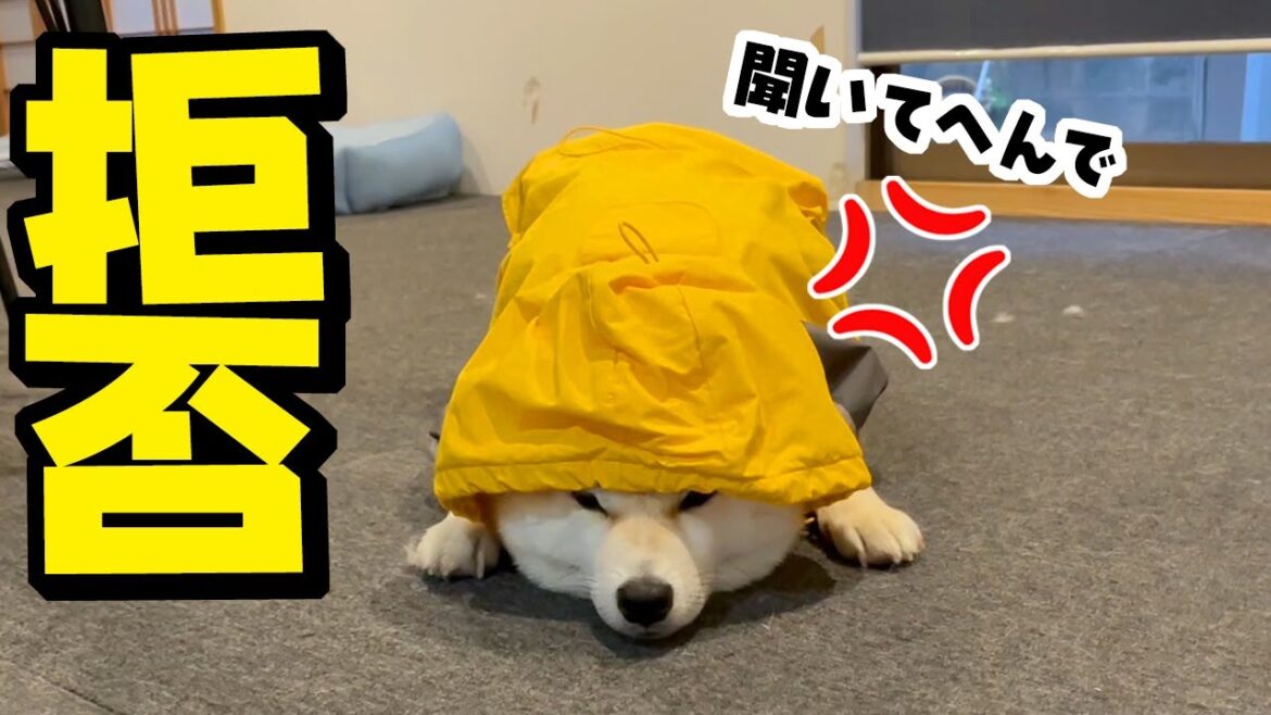 台風接近でカッパを着せられあからさまに不機嫌になる柴犬姉妹がこちらです 台風接近でカッパを着せられあからさまに不機嫌になる柴犬姉妹がこちらです