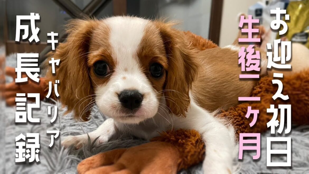 【お迎え初日】キャバリアの子犬が可愛すぎる！