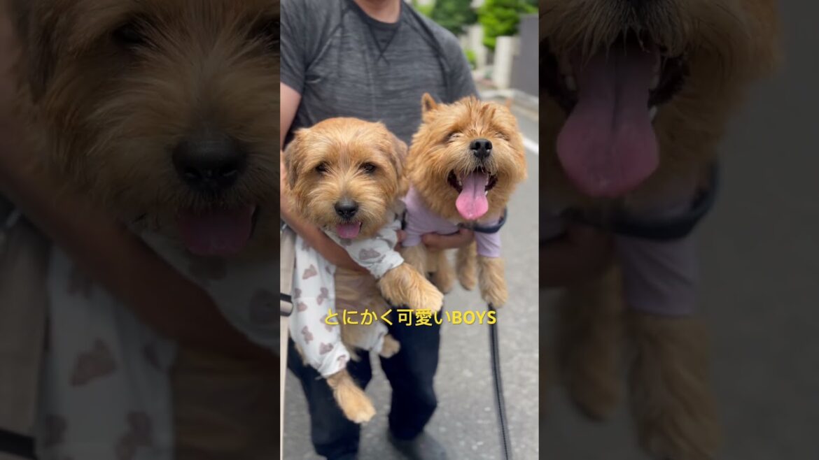 【ただただ可愛いBOYS】#shorts #cutedog #dogs #norfolkterrier #ノーリッチテリア #terrier #キチナッツ #smile