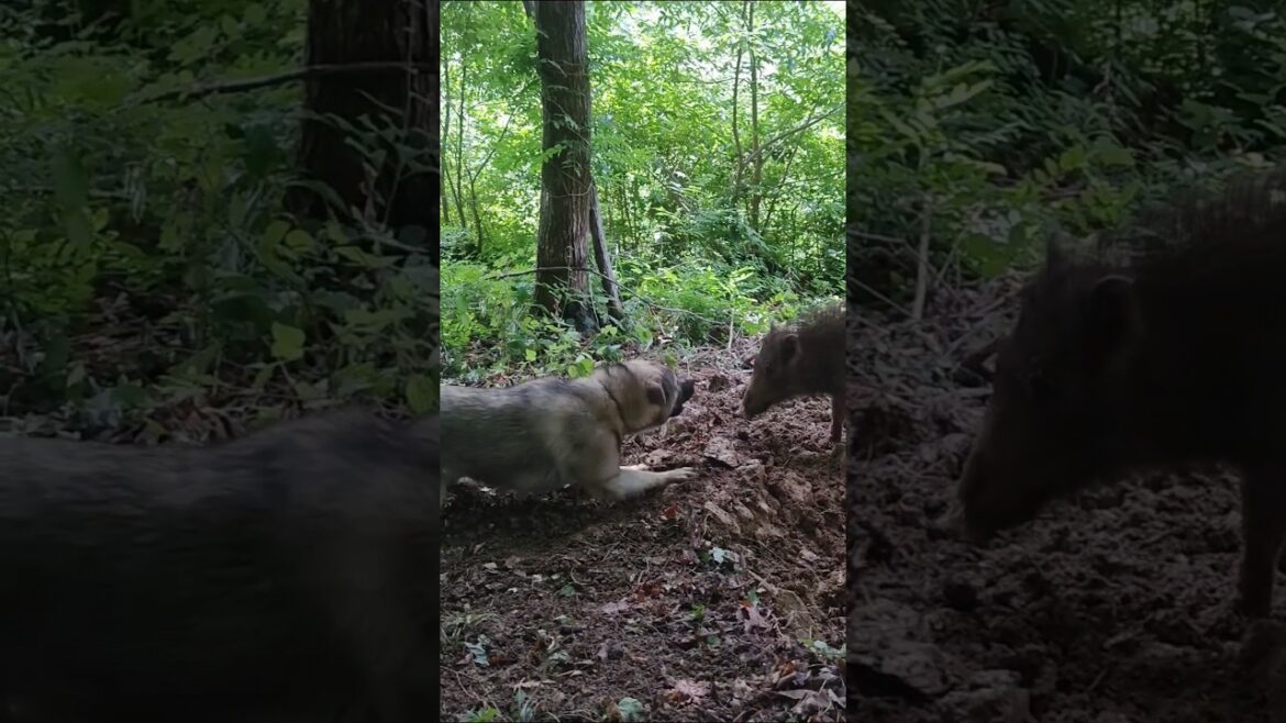 【猟犬見習い】紀州犬6ヶ月#狩猟#猟犬#イノシシ#wildboar #huntingdog #日本犬
