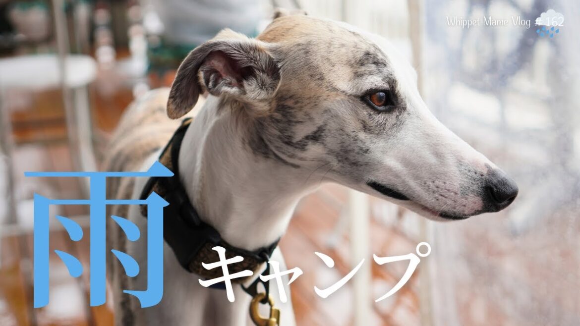 一日中、雨の中でのキャンプ。愛犬にはストレス！？【ウィペット】　#162
