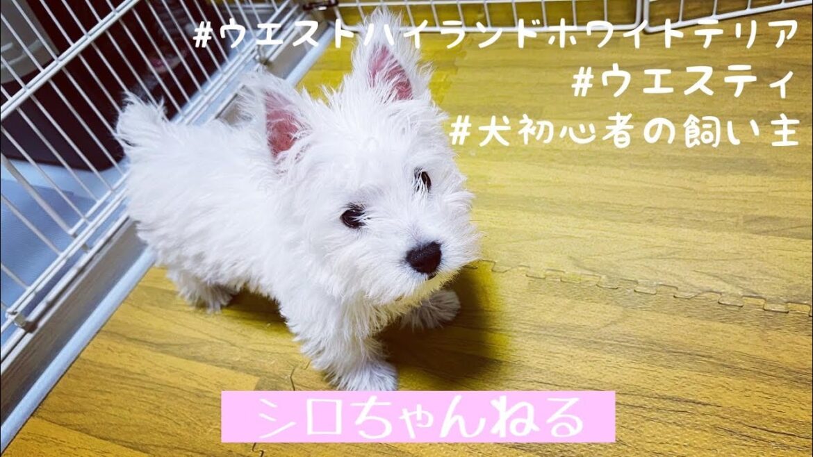【ウエスティ】生後2ヶ月半/仔犬/パピー/我が家にお迎え