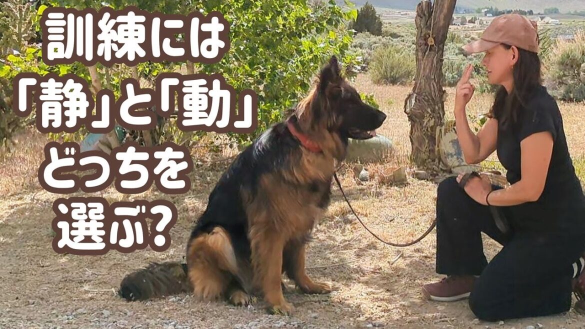 【ジャーマンシェパード】訓練に役立つ「動」のエネルギーと「静」のエネルギーについて話してます🙂