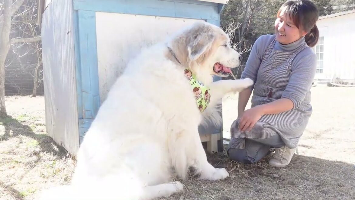大きなお客様！　グレートピレニーズ×セントバーナード　Saint Bernard　平凡なセントバーナードの日記