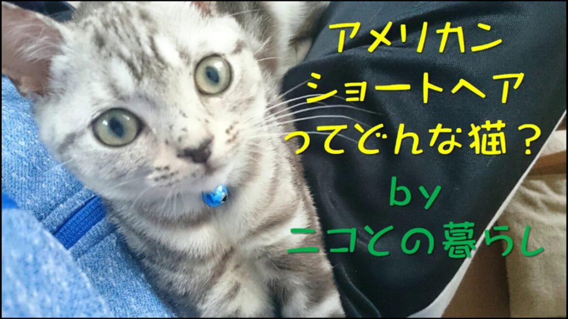 アメリカンショートヘア(アメショー)の性格や特徴のまとめ ~飼う前に知っておきたいこと~ 可愛くてわかりやすい動画と写真付き アメリカンショートヘア(アメショー)の性格や特徴のまとめ ~飼う前に知っておきたいこと~ 可愛くてわかりやすい動画と写真付き