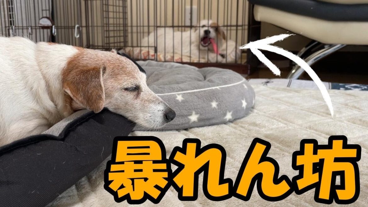 暴れん坊過ぎるジャックラッセルテリア 暴れん坊過ぎるジャックラッセルテリア