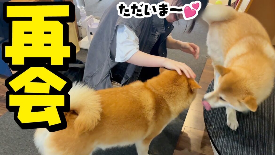 柴犬姉妹と娘が1週間ぶりに再会したら…嬉しすぎてぶっ壊れました
