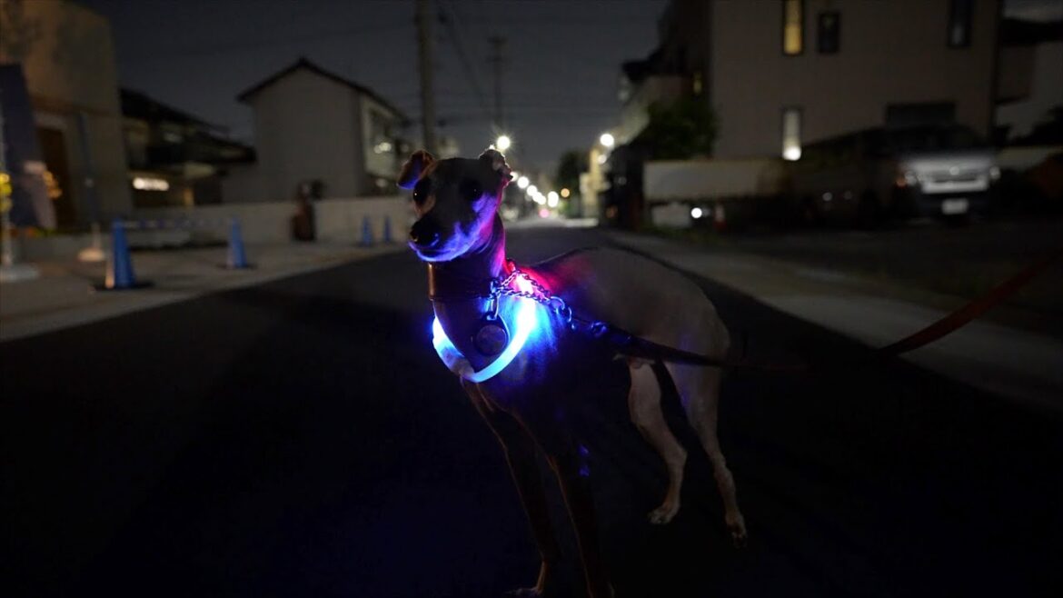 夜の散歩がエレクトリカルパレードみたいになっちゃった愛犬がこちらwww