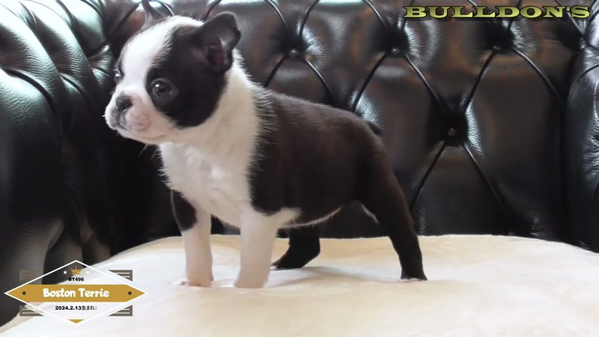 ☆ボストンテリア☆子犬☆ーブサカワ専門犬舎ーBULLDON'S