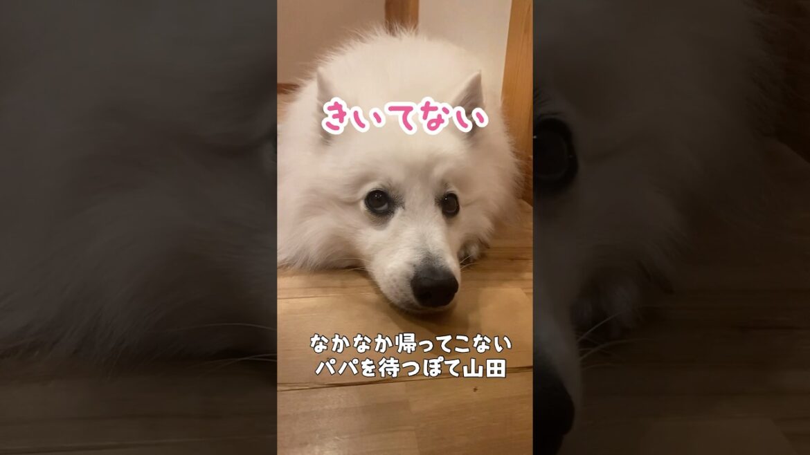 忠犬がパパ待ちに飽きた場合　#shorts #日本スピッツ　#パパっ子