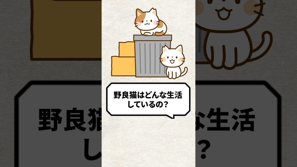 Q：野良猫はどんな生活してるの？ #猫 #保護猫 #ねこ
