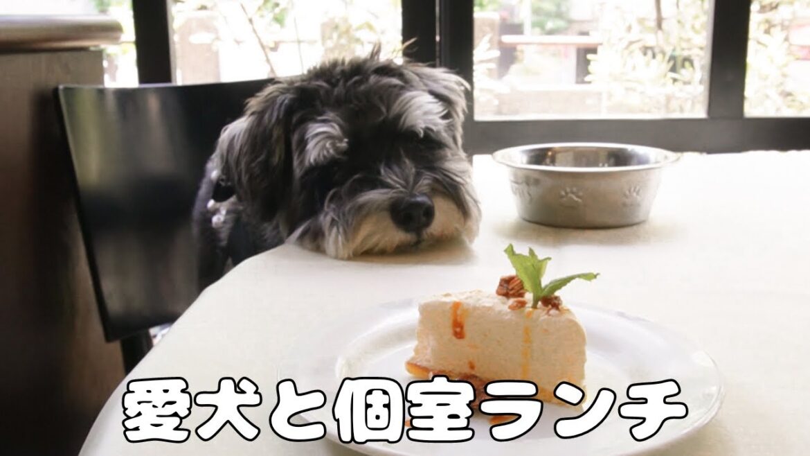 【渋谷レストラン】ミニチュアシュナウザーと個室で贅沢ランチが最高だった♪