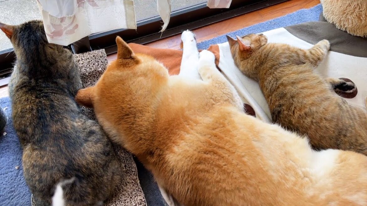 柴犬の隣でお姉ちゃん猫が甘えていると次から次へと後輩猫たちが集まってきました
