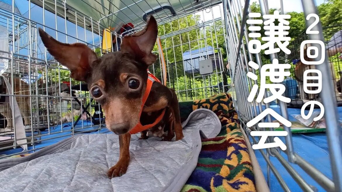 保護犬ミニピン、楽しかった譲渡会！