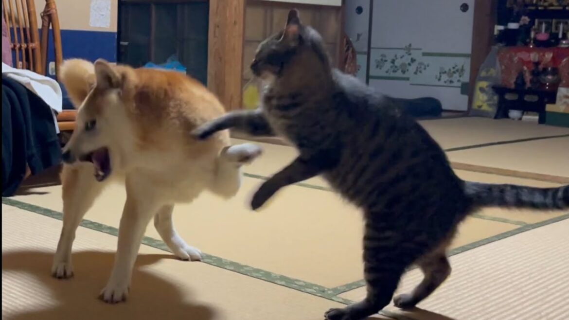 今夜も猫のお世話で大忙しの柴犬もも Momo is busy with the care of cats 今夜も猫のお世話で大忙しの柴犬もも Momo is busy with the care of cats