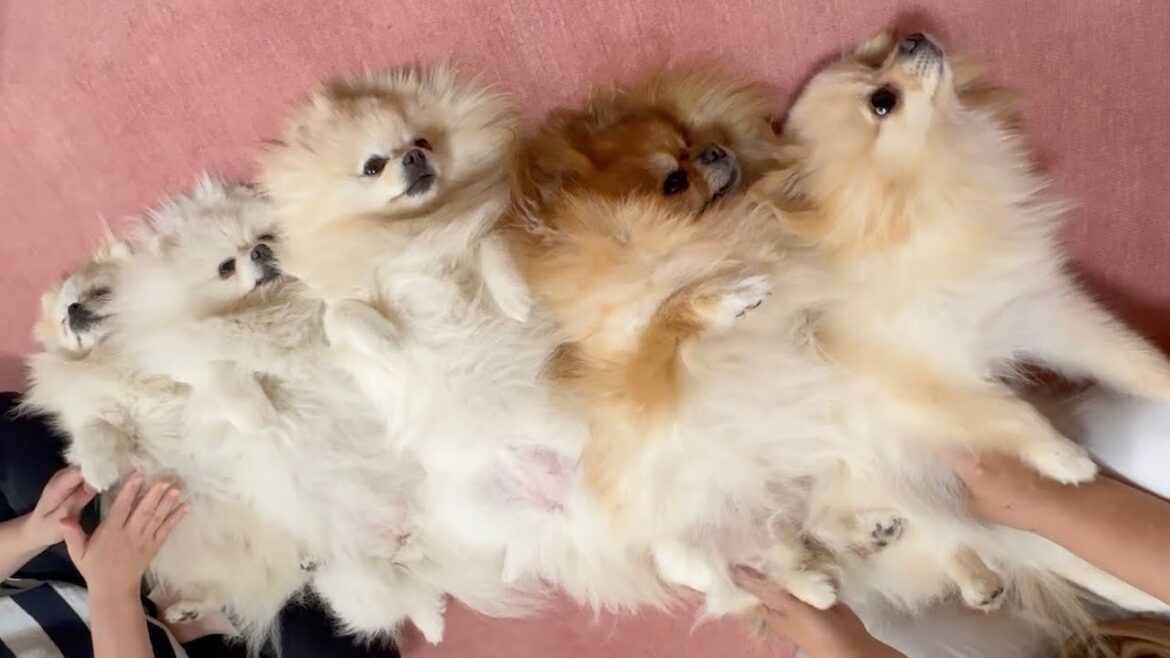 オヤツを食べてお腹いっぱいになったポメラニアン