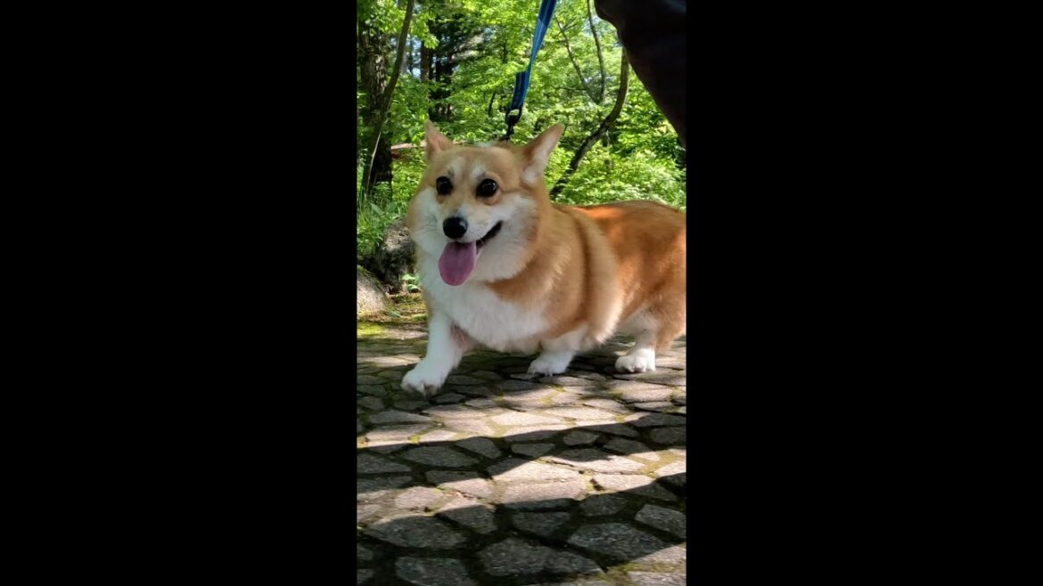 軽快に歩くコーギー / Corgi walking lightly #コーギー #サクラ #corgi