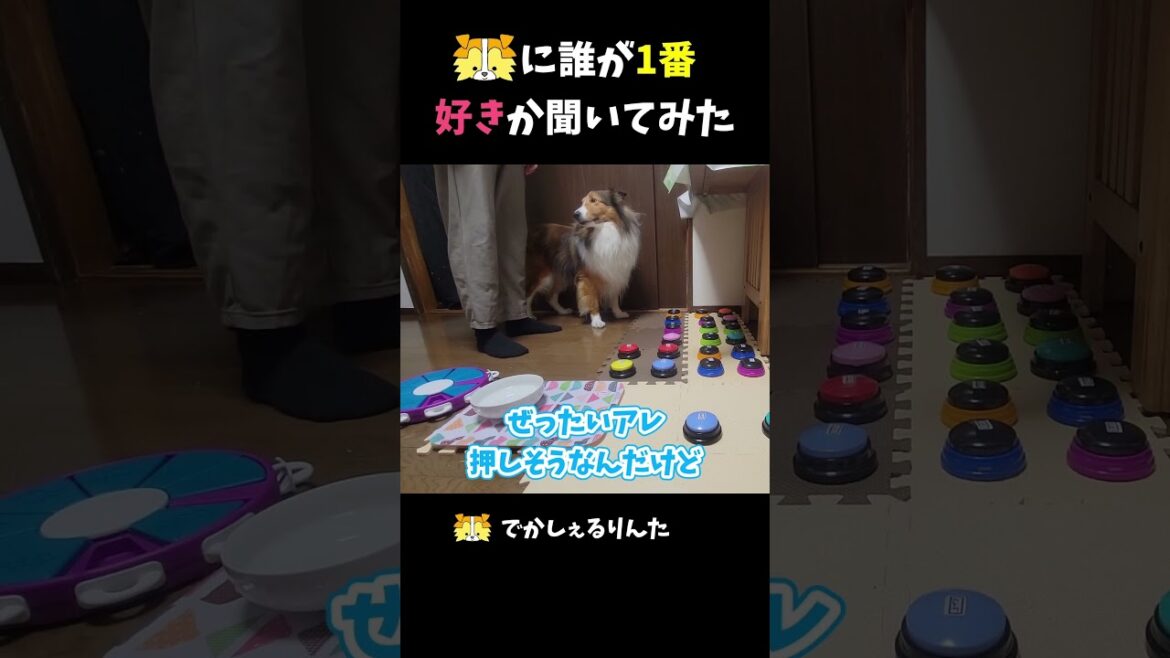 シェルティに誰が1番好きか聞いてみた #shorts
