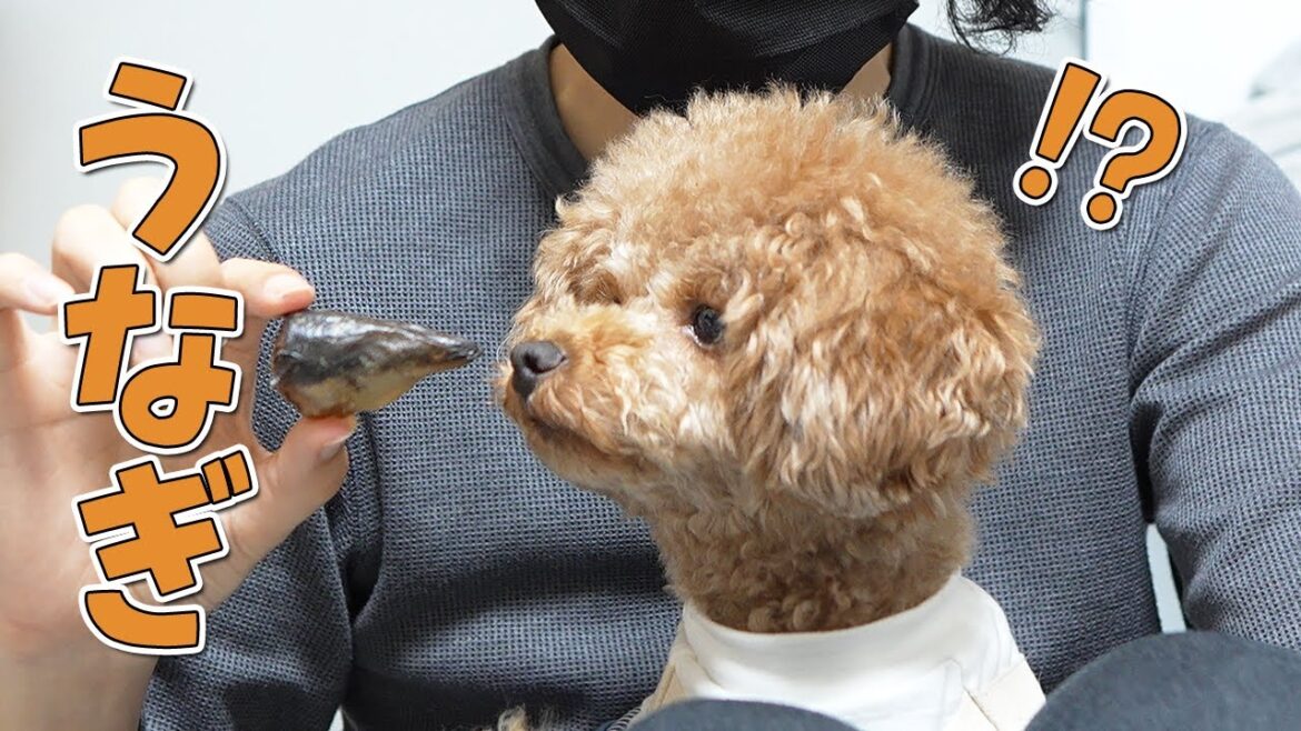 うなぎ屋さんが本気で作った犬用のうなぎのおやつがヤバすぎた！